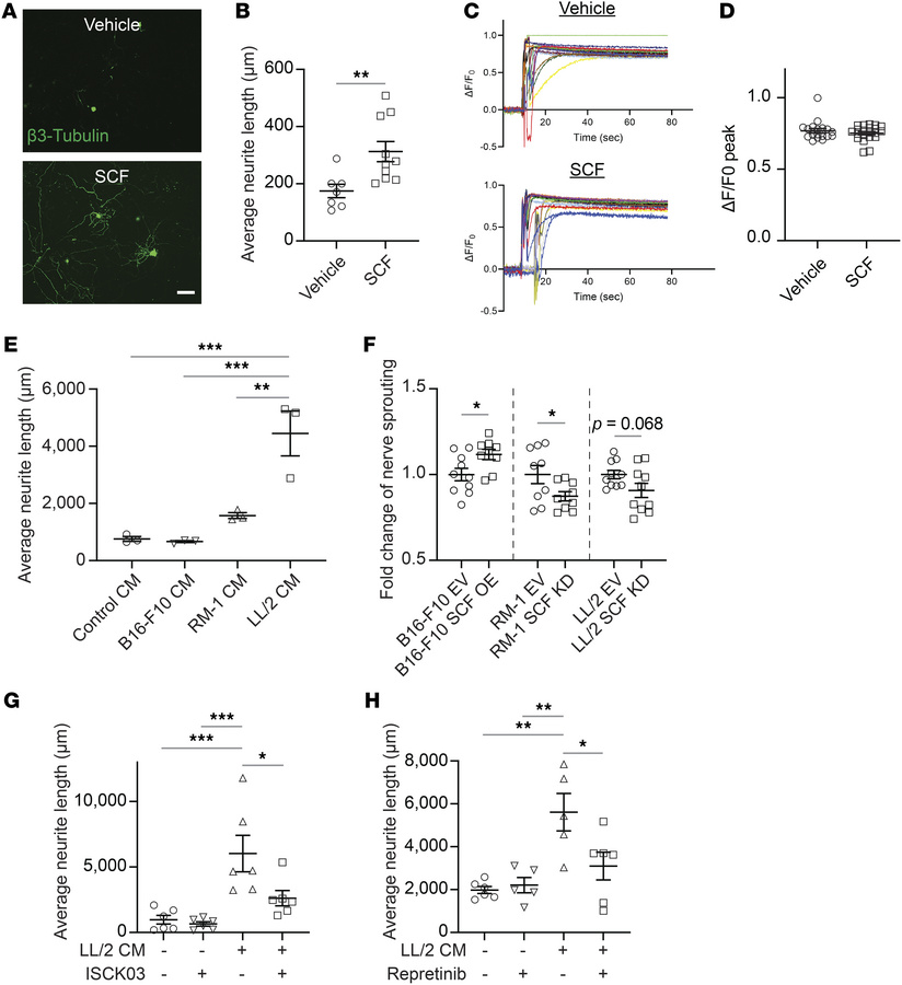 The SCF/c-Kit axis is responsible for in vitro nerve sprouting.
(A) Repr...