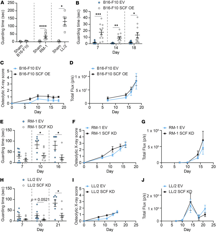 Cancer-derived SCF induces CIBP in vivo but does not alter bone remodeli...