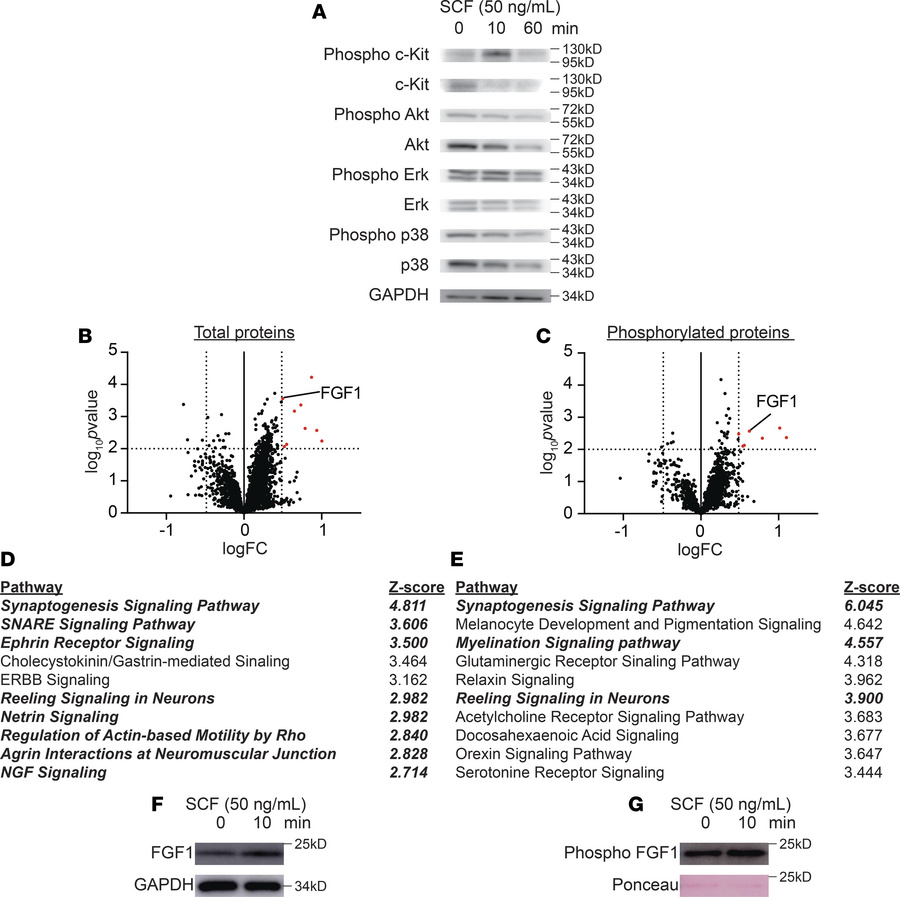 FGF1 is downstream of the SCF/c-Kit axis in murine DRGs.
(A) Representat...