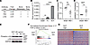 Rationale for studying the SCF/c-Kit axis in CIBP.
