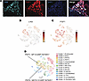 FGF1 is colocalized with c-Kit–expressing DRGs in mouse.