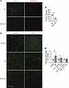 FGF1 is responsible for SCF-mediated nerve sprouting in vitro.