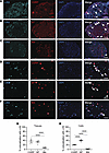c-Kit is expressed in peptidergic murine DRGs.