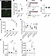 The SCF/c-Kit axis is responsible for in vitro nerve sprouting.