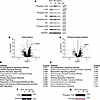 FGF1 is downstream of the SCF/c-Kit axis in murine DRGs.