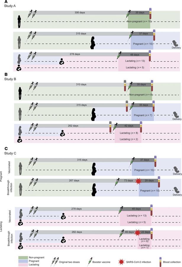 Study design.
(A) Design for Study A comparing vaccine-elicited immune r...