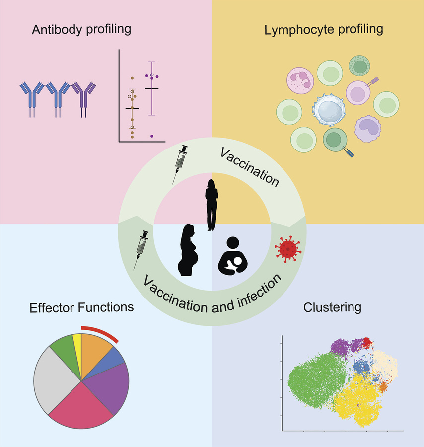 graphical abstract