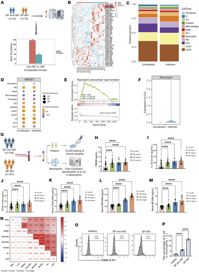 Elevated serum HMGB1, NET, and IL-33 levels are associated with SP-AKI i...