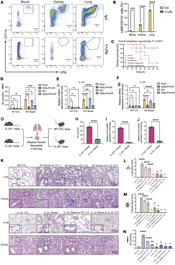 IL-33 from neutrophils is required for NET-driven lung and kidney injury...