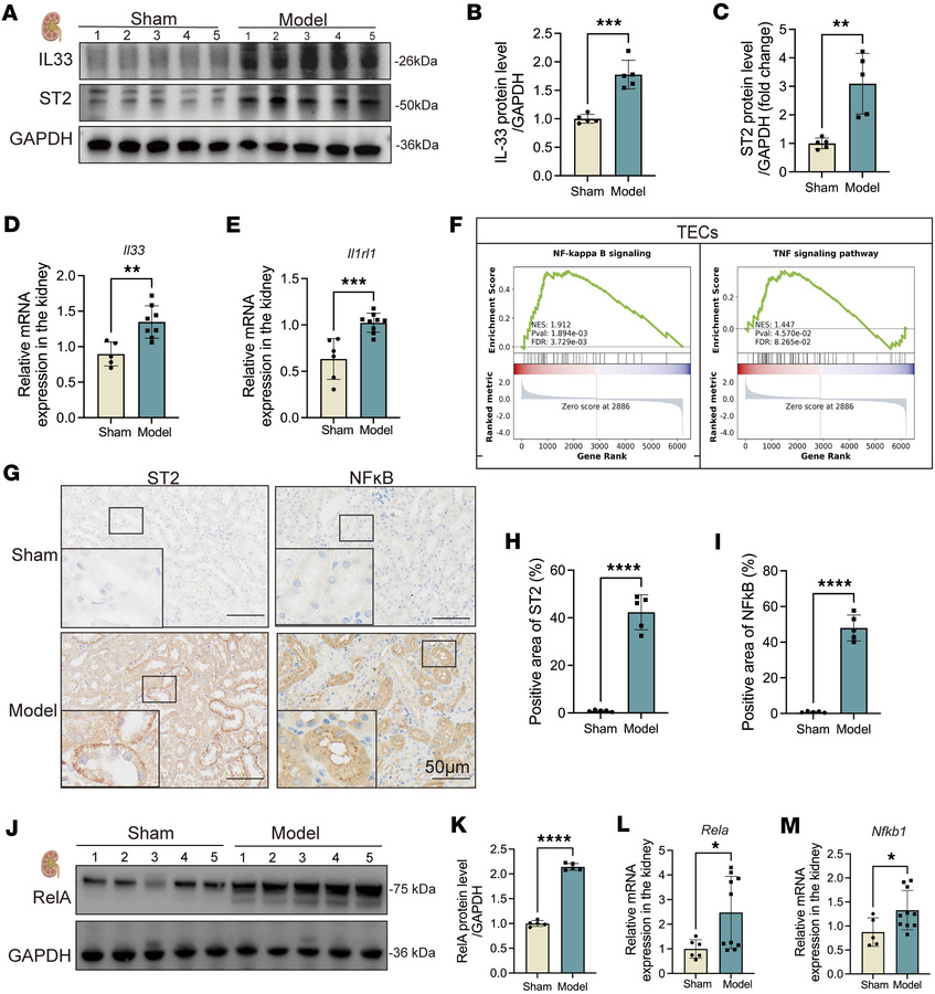 Activation of the IL-33/ST2/NF-κB signaling pathway in the kidneys durin...
