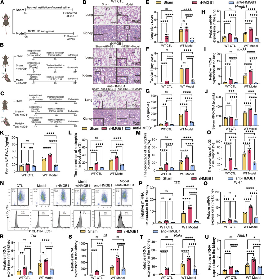 HMGB1 amplifies renal inflammation by enhancing the NET/IL-33/ST2/NF-κB ...