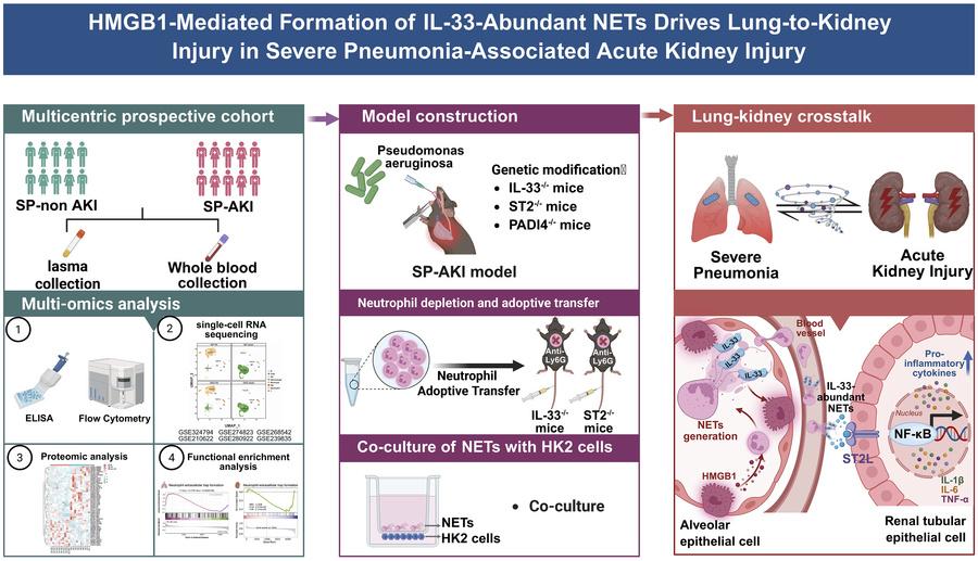graphical abstract