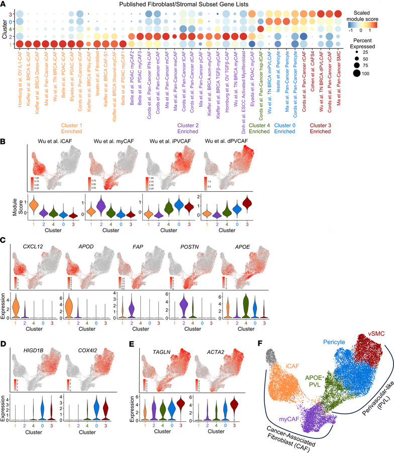 Defining CAF and perivascular subpopulations.
(A) Scaled dot plot showin...