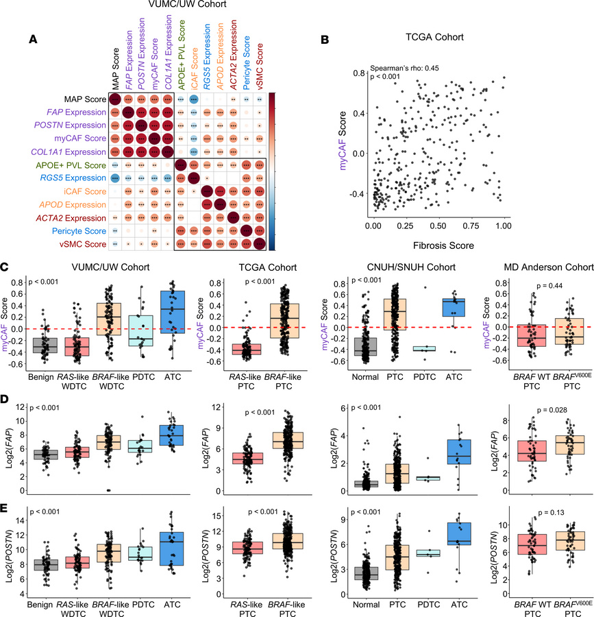 myCAF gene signatures are upregulated in malignant tumors across thyroid...