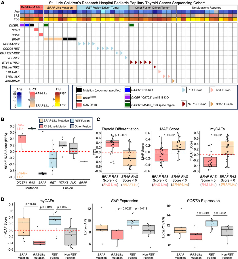 myCAFs are increased in pediatric thyroid cancers with RET fusions.
(A) ...