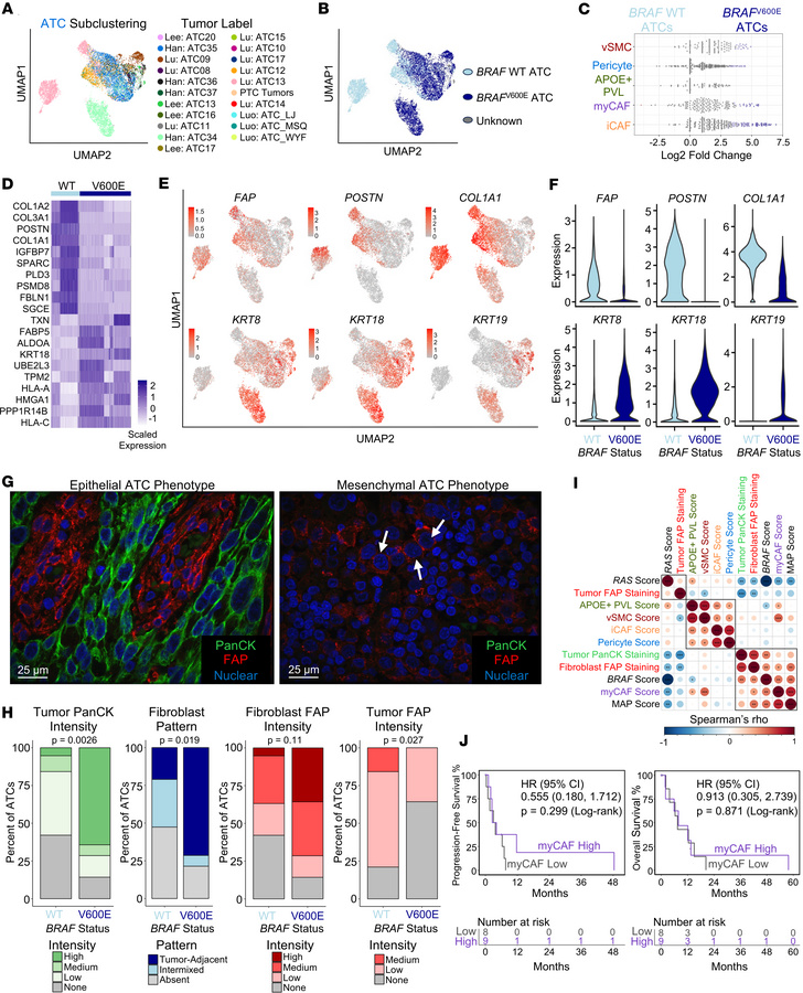 myCAFs are enriched in epithelial ATCs.
(A and B) UMAP showing subcluste...