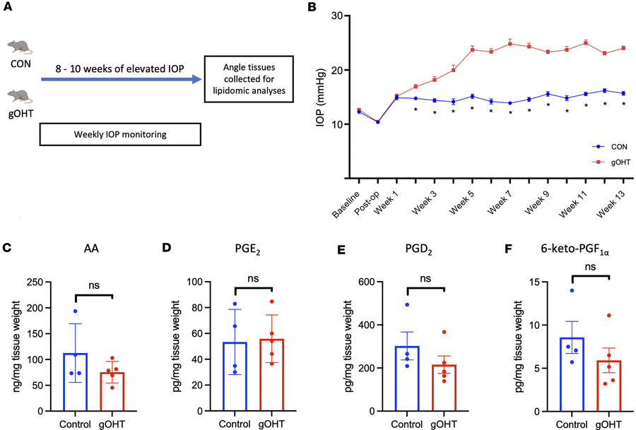 The AA/lipoxin circuit is not induced by OHT alone.
(A) Gradual ocular h...