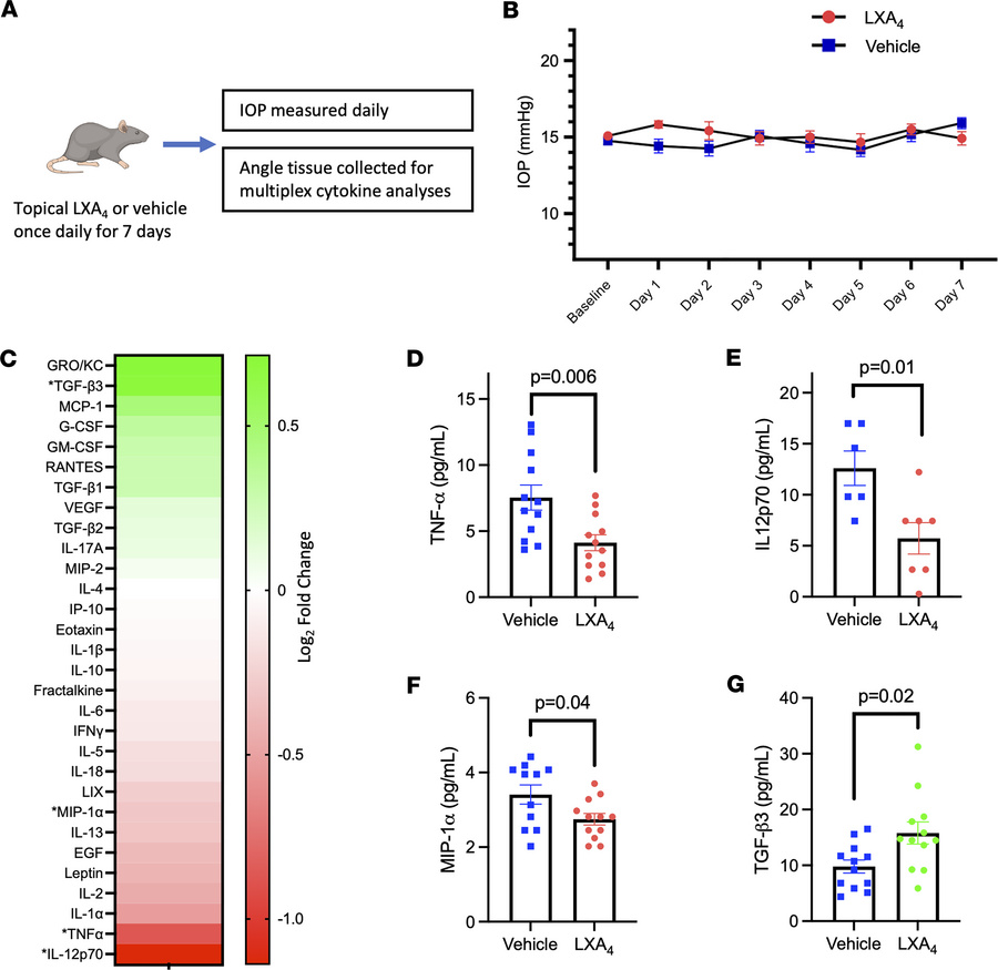 LXA4 does not cause acute IOP lowering, but inhibits proinflammatory cyt...