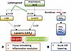 Flowchart depicting proposed parallel AA-dependent drug mechanisms.