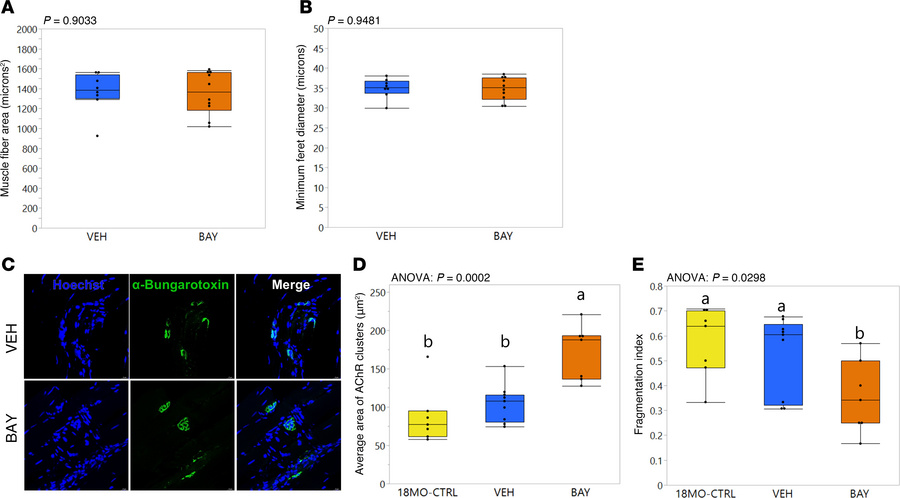 BAY treatment improved the integrity of the neuromuscular junction in sk...