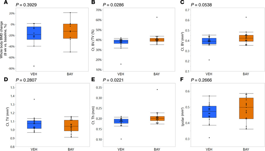 Cortical bone mass was mildly improved by BAY treatment.
DXA scans were ...