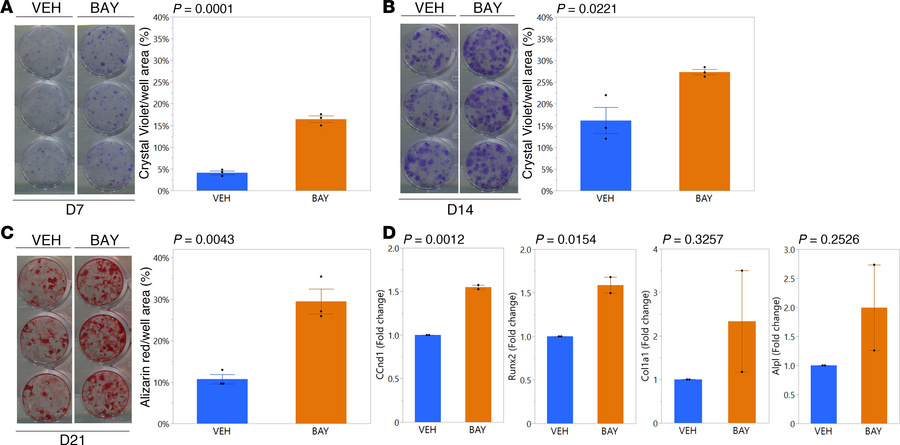 BMSCs from BAY-treated mice showed enhanced colony formation and produce...