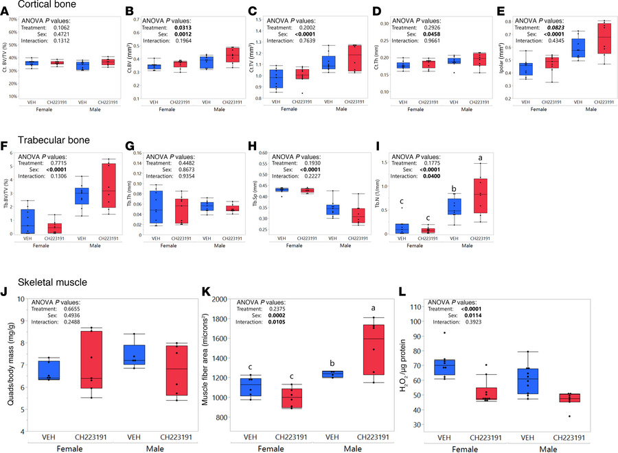 CH-223191 treatment is beneficial for cortical bone and skeletal muscle....