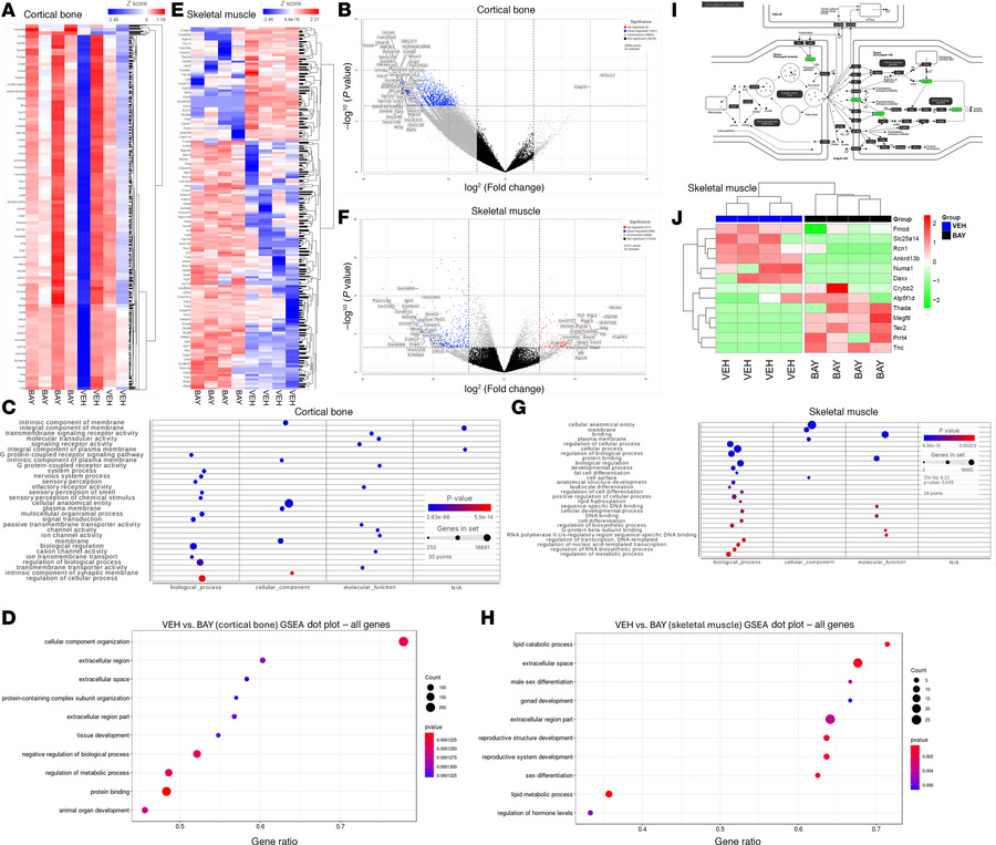 Transcriptomic and proteomic data supported the histological data and su...