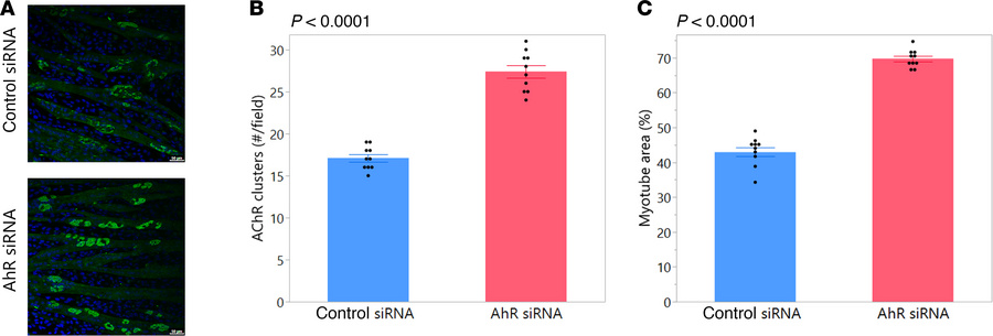 AhR knockdown by siRNA is beneficial to myofibers.
(A and B) C2C12 cells...