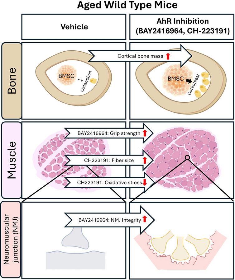 graphical abstract
