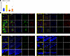 BAY2416964 is an effective AhR antagonist in musculoskeletal cells and tiss