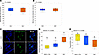 BAY treatment improved the integrity of the neuromuscular junction in skele