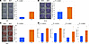 BMSCs from BAY-treated mice showed enhanced colony formation and produce mo