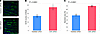 AhR knockdown by siRNA is beneficial to myofibers.