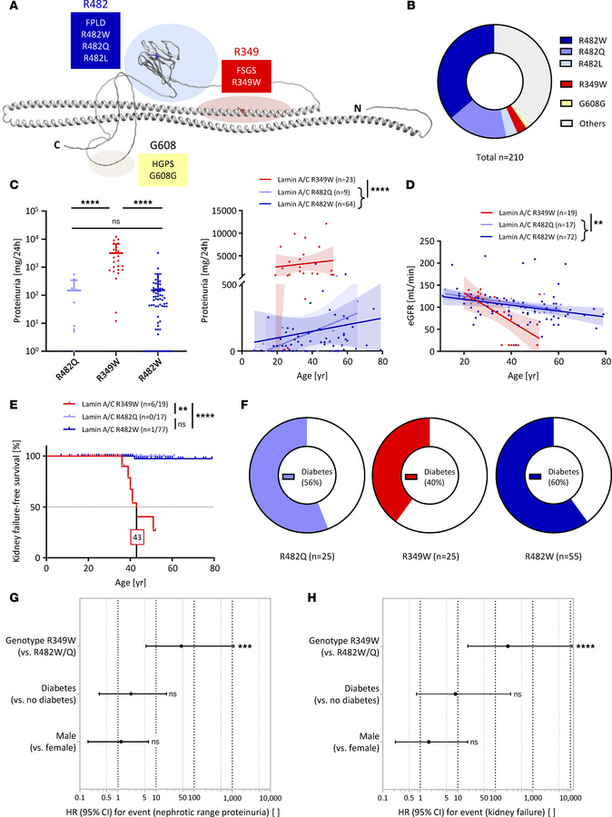 Lamin A/C Arg349Trp associates with high levels of proteinuria and kidne...