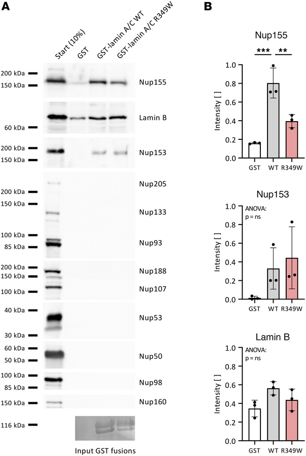 The Arg349Trp substitution in lamin A/C impairs the structural interacti...