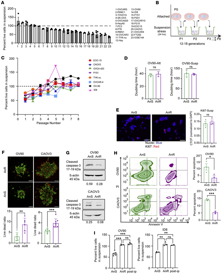 Development of anoikis resistance upon cyclic exposure to matrix detachm...