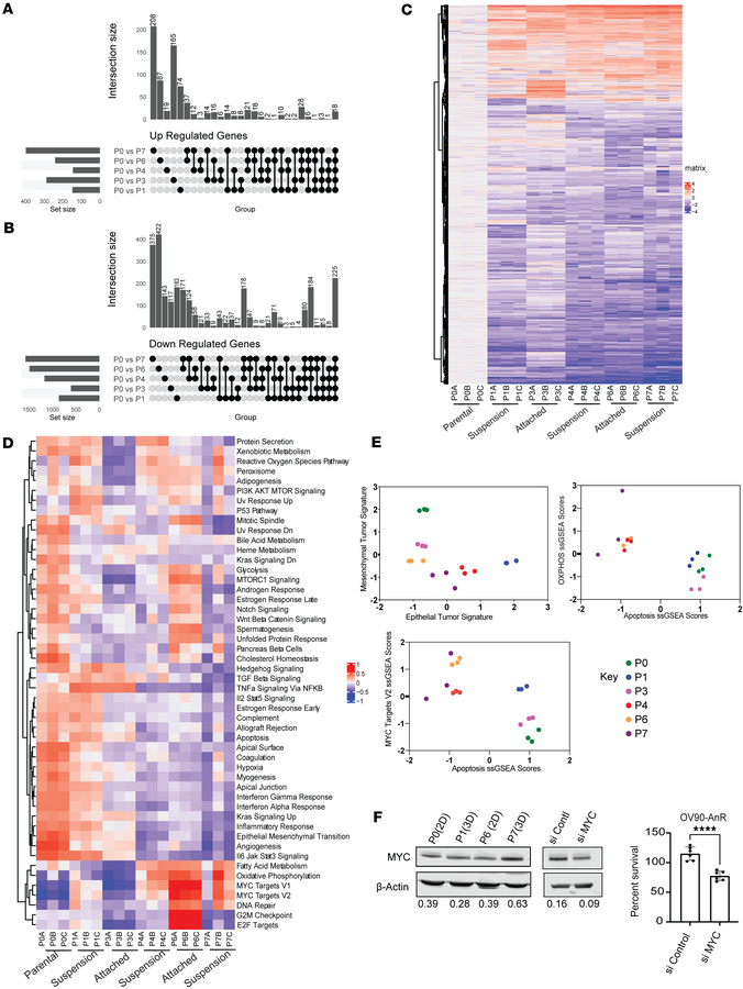 Transcriptional changes and pathway alterations during adaptation to ano...