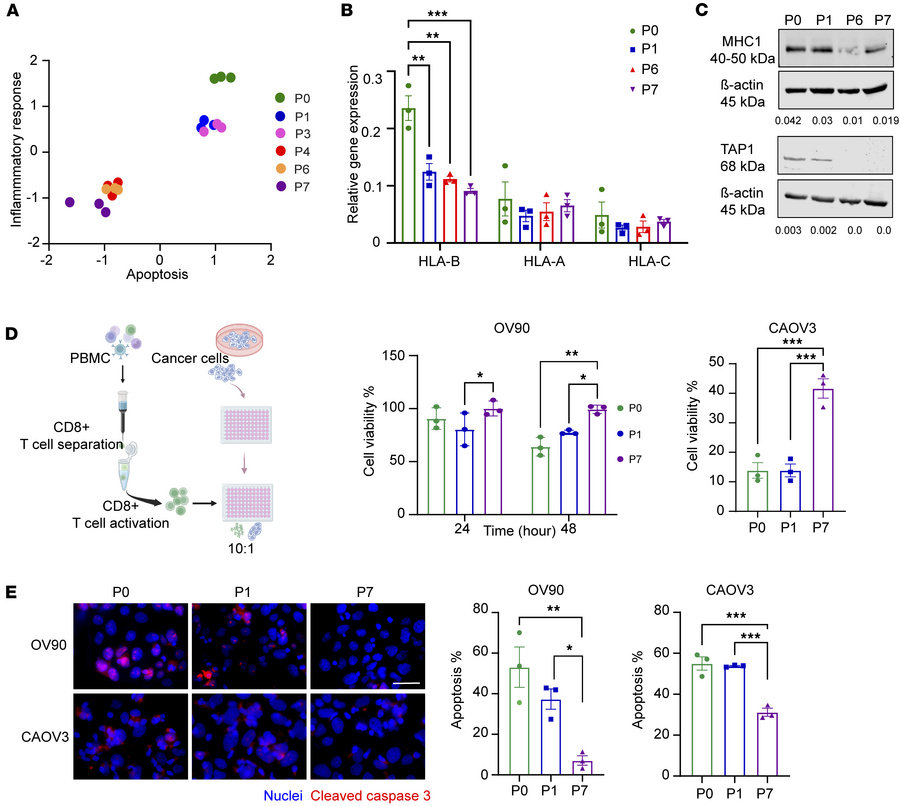 Adapted AnR cancer cells evade killing by cytotoxic T cells.
(A) NES for...
