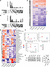 Transcriptional changes and pathway alterations during adaptation to anoiki