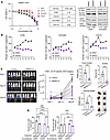 CDK8/19 mediator kinase inhibition prevents development of anoikis resistan