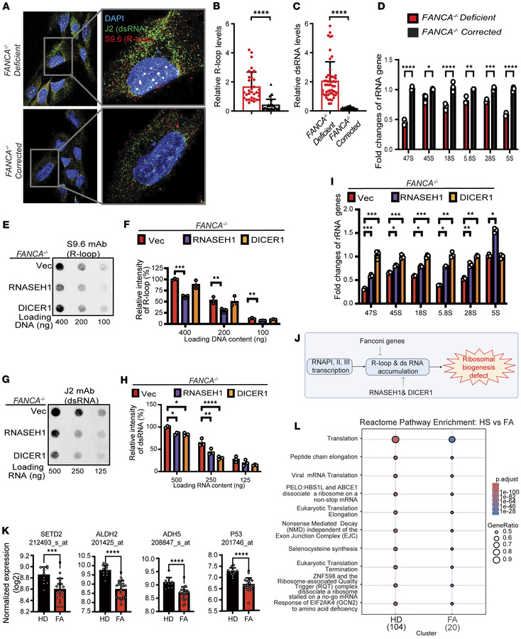 Human FANCA-deficient cells from a patient with FA display accumulation ...