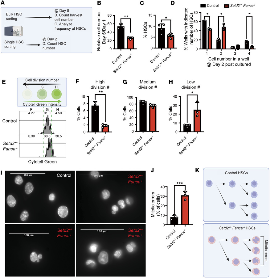 HSCs from Setd2+/– Fanca–/– mice display cell division defects.
(A) Sche...