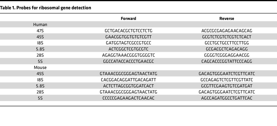 Probes for ribosomal gene detection