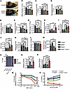 Characterization of BMF in a mouse model for FA.