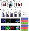 R-loop accumulation and ribosomal biogenesis defect in Setd2+/– Fanca–/– mo