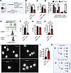 HSCs from Setd2+/– Fanca–/– mice display cell division defects.