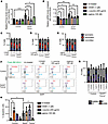 Inhibition of RNA polymerases reduces R-loops and cell cycle defects and re