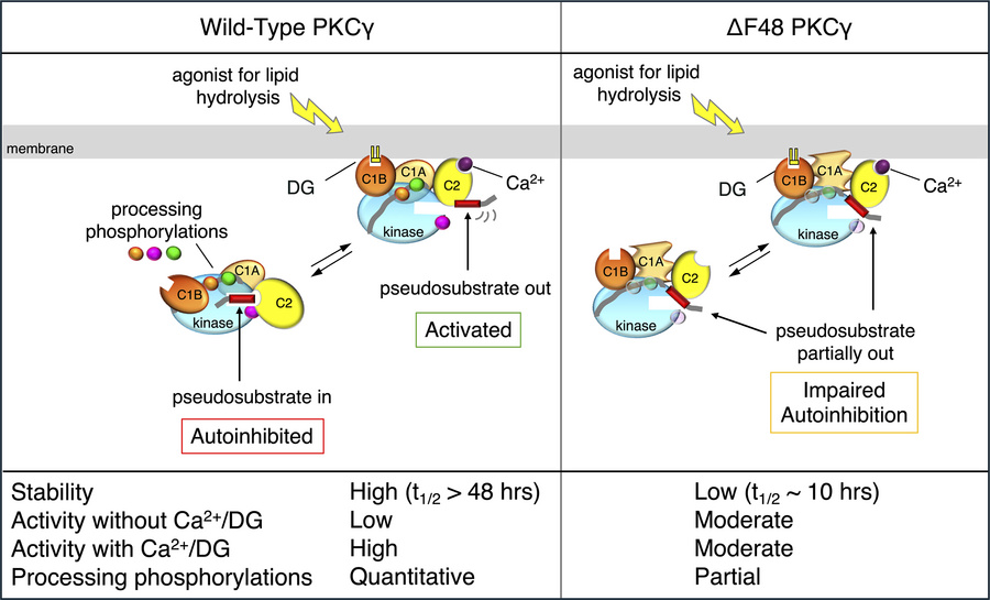 Cartoon summarizing biochemical properties of WT and ΔF48 PKCγ.
Left: In...
