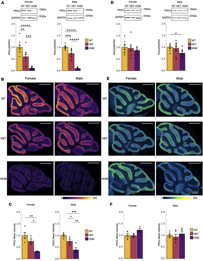 PKCγ and PKCα are gene dose–dependently reduced in SCA14 mice.
Western b...